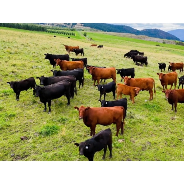 Coldstream Ranch 2002 Ltd. - 485# September Delivery Steer Calves - 105 Head (Vernon, BC)