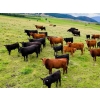 Image 1 : Coldstream Ranch 2002 Ltd. - 485# September Delivery Steer Calves - 105 Head (Vernon, BC)