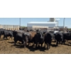 Image 5 : M.S. MacLean Livestock - 1550# Cows - 27 Head (Coaldale, AB)
