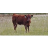 Image 6 : OK Ranch - 475# October Delivery Heifer Calves - 115 Head (Big Bar, BC)