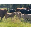Image 4 : Midpoint Farms - 700# February Delivery Weaned Steers - 180 Head (Drayton Valley, AB)