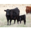Image 4 : Lamb Cattle Company - 525# October Delivery Steer Calves - 230 Head (Hanley, SK)