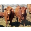 Image 3 : Mebs Ranch - 850# May Delivery Heifers - 36 Head (Broadview, SK) VBP+