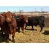 Image 10 : Van Hall Cattle Company Ltd. - 990# April Delivery Steers - 114 Head (Scandia, AB)