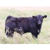 Image 4 : Percyview Farms - 620# November Delivery Steer Calves - 95 Head (Kisbey, SK)