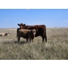 Image 2 : Johnston Ranches - 615# October Delivery Heifer Calves - 75 Head (Hanna, AB)