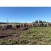 Image 4 : Avos Farms - 940# October Delivery Grass Heifers - 120 Head (MacKay, AB)