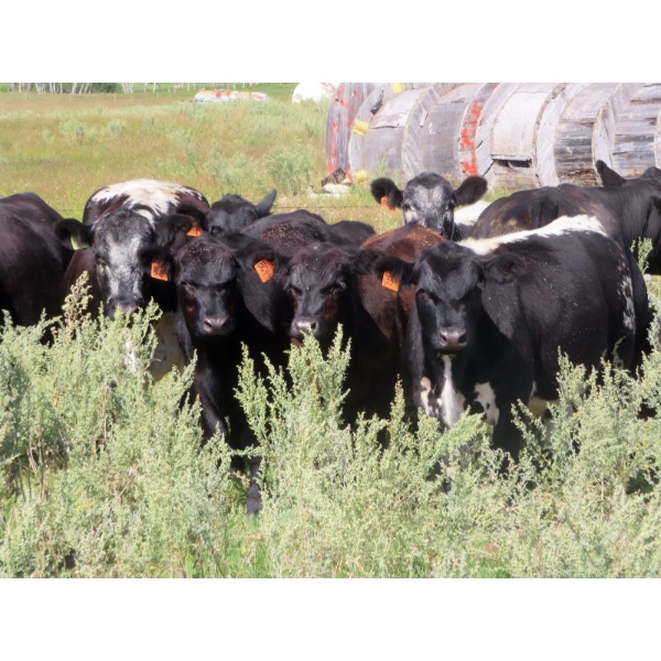 Tom Harrison - 775# September Delivery Grass Steers - 22 Head (Regina Beach, SK)