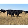 Image 5 : Herbert Ranching - 880# September Delivery Grass Heifers - 125 Head (Wainwright, AB)
