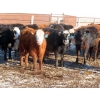 Image 2 : Bezan Cattle Corporation - 675# April Delivery Steers - 80 Head (Midale, SK)
