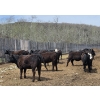 Image 2 : Bryan Ranch Ltd. - 750# May Delivery Heifers - 82 Head (Maple Creek, SK)