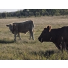 Image 2 : Louis & Jan Hermus - 700# October Delivery Steer Calves - 35 Head (Big Valley, AB)
