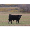 Image 2 : Cam Taylor/Trevor Campbell - 515# November Delivery Steer Calves - 180 Head (Wolseley, SK)
