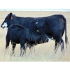 Image 12 : Deschamps Bros./Lee Deschamps - 470# Heifer Calves - 100 Head (Patricia, AB)