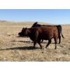 Image 5 : Ranch 71 Ltd. (Mark & Deb Osadczuk) - 14 Red/BWF Heifers 142 Red & Black Cows *HERD REDUCTION*
