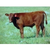 Image 7 : Ray Torkelson - 540# October Delivery Steer Calves - 100 Head (Millicent, AB)