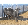 Image 4 : Raymore Farming Co. - 80 Black/Black X Replacement Heifers (Raymore, SK)