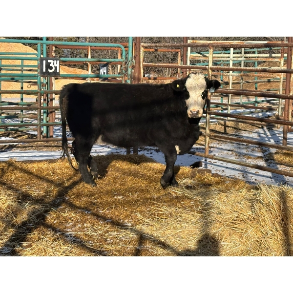 A & J Farming - 1 Second Calver (Pen 134)