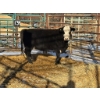 Image 1 : A & J Farming - 1 Second Calver (Pen 134)
