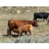 Image 7 : FAB Fabrication - 520# November Delivery Heifer Calves - 115 Head (Burdett, AB)