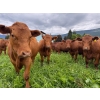Image 12 : Crystal Lake Ranch - 875# July Delivery Steers - 70 Head (Malakwa, BC)