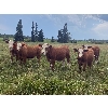Image 2 : Avos Farms - 920# Sept/Oct Grass Steers - 520 Head (MacKay & Shining Bank, AB)