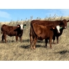 Image 3 : Cockburn Ranch - 700# October Delivery Steer Calves - 85 Head (Old Wives, SK) VBP+
