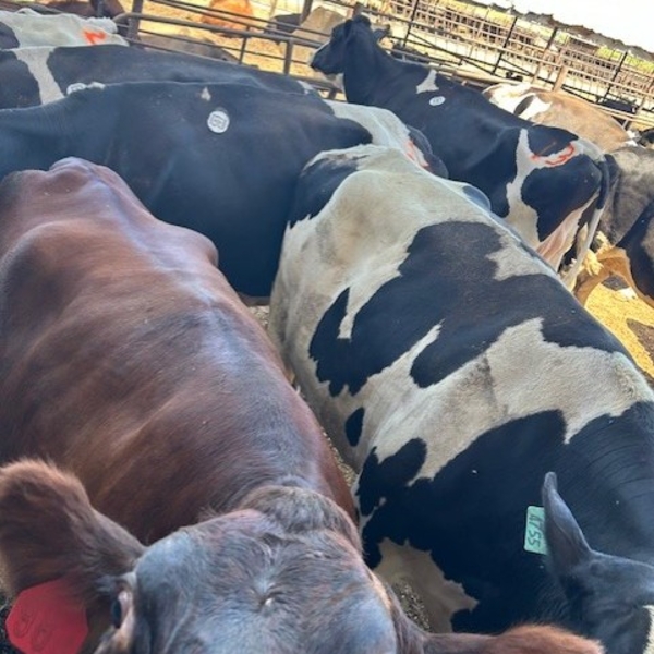 Idaho Dairies/Ranches - 59 Mixed (Burley, ID)