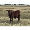 Image 3 : Crisp Ranches - 450# November Delivery Steer Calves - 110 Head (Veteran, AB)