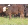 Image 5 : Storle Farms Ltd. - 630# October Delivery Steer Calves - 88 Head (Lake Alma, SK)