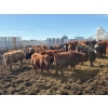 Image 3 : Carl Chomistek - 950# March Delivery Steers - 240 Head (Rolling Hills, AB)