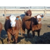Image 3 : PSV Farms Ltd. - 840# May Delivery Heifers - 60 Head (Enchant, AB)