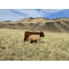 Image 6 : Einar & Judy & Logan & Emily Nelson - 620# October Delivery Steer Calves - 100 Head (Maycroft, AB)