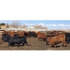 Image 2 : South Island Farms - 950# March Delivery Steers - 100 Head (Bow Island, AB)