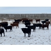 Image 4 : Franklin Cattle Co. - 650# February Delivery Heifers - 140 Head (Grenfell, SK)