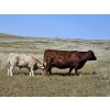 Image 5 : Johnston Ranches - 675# October Delivery Steer Calves - 90 Head (Cereal, AB)