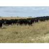 Image 12 : Sheldon Reimer - 940# September Delivery Grass Heifers - 325 Head (Cromer, MB)
