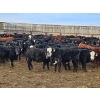 Image 3 : Monette Farms - 800# February Weaned Steers - 315 Head (Airdrie, AB)