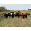 Image 2 : Rick Murphy - 980# October Delivery Grass Steers - 130 Head (Lloydminster, AB)