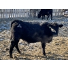 Image 5 : Drew Bayes - 820# Jan/Feb Delivery Steers - 49 Head (Trochu, AB)