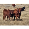 Image 2 : South Ridge Farms (Jeff Lewandowski) - 2 RED Heifers (Pen 431)