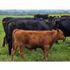 Image 13 : Double J Crop & Cattle Co.  - 650# September Delivery Steer Calves - 80 Head (Rimbey, AB)
