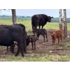Image 11 : Franklin Cattle Co. - 600# December Delivery Heifer Calves - 200 Head (Marwayne, AB)