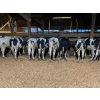Image 2 : Corner's Pride Farms Ltd. - 875# Holstein Heifers - 20 Head (Chilliwack, BC)
