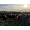 Image 10 : South Ridge Simmentals - 680# Jan/Feb Delivery Heifers - 90 Head (Monarch, AB)