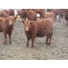 Image 3 : Helland Land & Cattle Co. Ltd. - 992# March Delivery Steers - 100 Head (Lomond, AB)