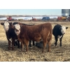 Image 4 : Lake Thelma Farms - 550# November Delivery Steer Calves - 50 Head (Coronation, AB)