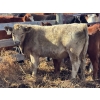 Image 2 : Donovan Banman - 650# October Delivery Steer Calves - 35 Head (Hays, AB)