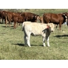 Image 14 : Bar 33 Ranch - 540# November Heifer Calves - 80 Head (Strathmore, AB)