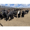 Image 4 : Lone Star Cattle Co. - 980# June Delivery Heifers - 260 Head (Strathmore, AB)